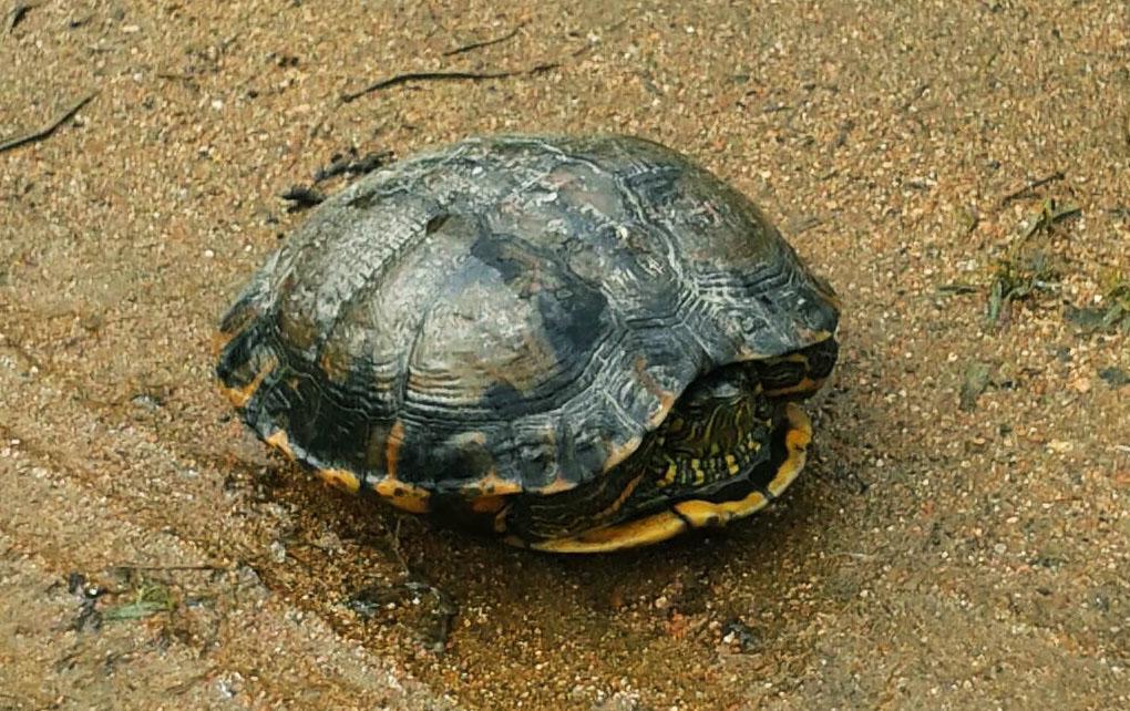 Pousada Signora Del Lago Sao Joao  Εξωτερικό φωτογραφία
